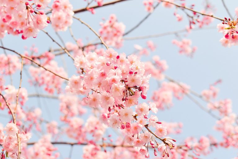 【ブログ】今日は立春🌸立春の日が動くって知っていました？ ＃48 | 関根エンタープライズグループ